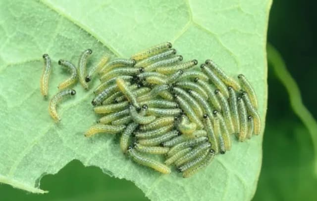 Trùm Kháng Thuốc Trừ Sâu Trên Rau, Sâu Tơ Là Nỗi Kinh Hoàng Cho Nông Dân Trồng Rau Khắp Mọi Miền, Nhất Là Đà Lạt