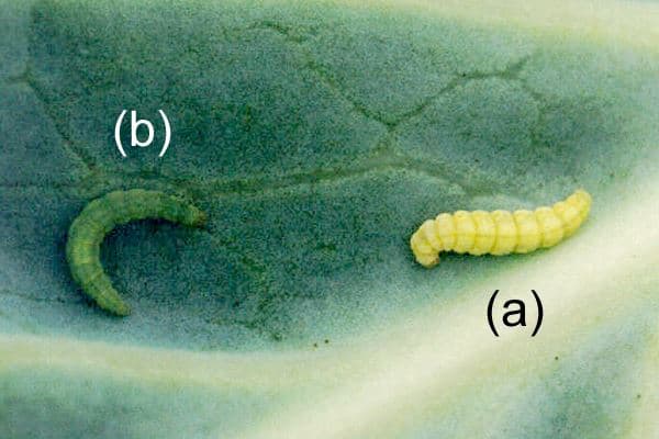 Nosivirus No.1 SC – “vũ khí sinh học” mới cho sâu tơ, đứng sau là Nông Sinh và virus PXGV
