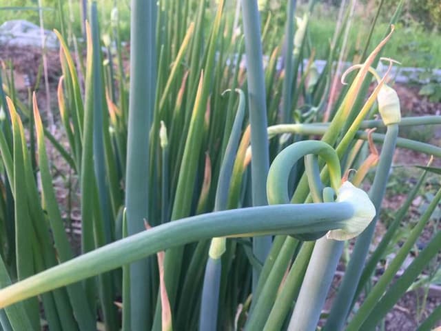 Thuốc Mới Teppan 50SL Và Con Sâu Khó Trị Chuyên Chui Vào Trong Ống Hành