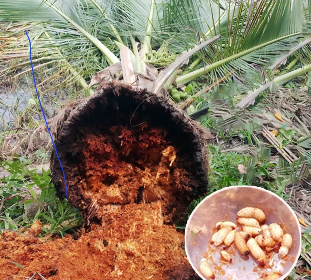 Đuông dừa – Mối nguy hại lớn cho cây dừa và cách phòng trị hiệu quả