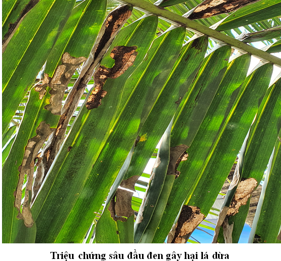 Sâu Đầu Đen Hại Dừa: Nguồn Gốc, Đặc Điểm, Cách Nhận Biết và Phòng Trừ