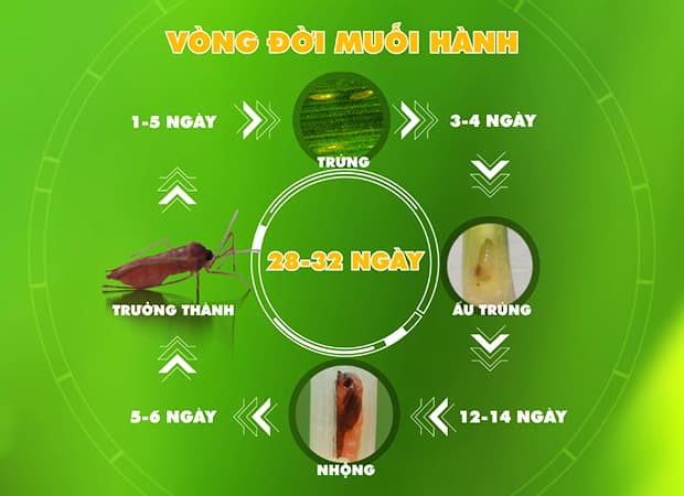 Tên Thì Lúc Sâu Lúc Muỗi Mà Nông Dân Trồng Lúa Rất Sợ- Bị Nặng Là Lúa Mất Trắng, Rất Khó Phục Hồi