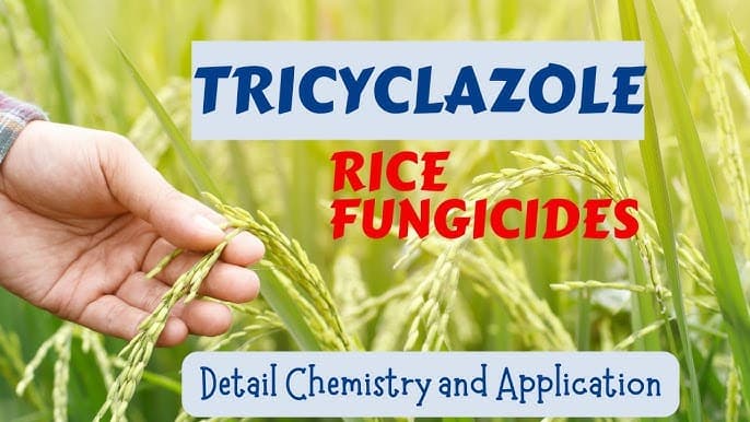 Nếu 1 Ngày Nào Đó Tricyclazole Bị Cấm Tại Việt Nam Thì Hoạt Chất Nào Chuyên Trị Đạo Ôn Sẽ Lên Ngôi?